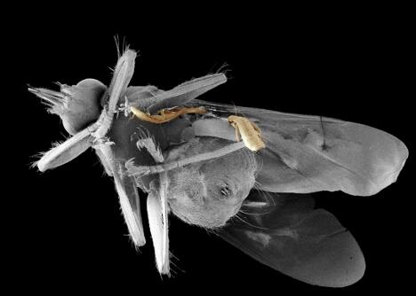 苍蝇为什么一直地搓手搓足,究竟毁三瞅