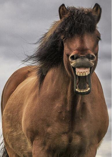 马为什么会启怀大笑