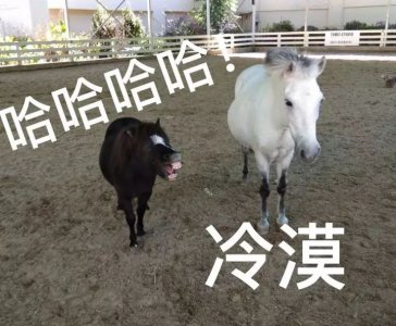 ​马为什么会启怀大笑（图）