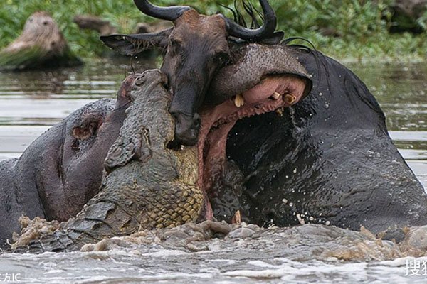 河马和鳄鱼哪个利害 它们为什么能宁静相处呢