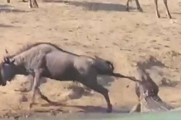 河马和鳄鱼哪个利害 它们为什么能宁静相处呢