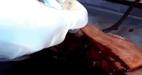 比龙虾还要贵7倍的海鲜，每年5人因它而死，藤壶配不配？