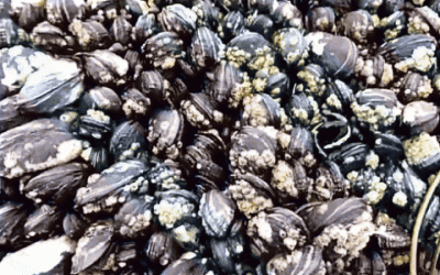 ​鹅颈藤壶的功效与作用（藤壶是什么东西怎么吃）