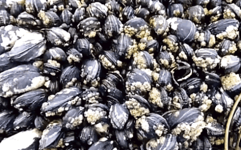 比龙虾还要贵7倍的海鲜，每年5人因它而死，藤壶配不配？