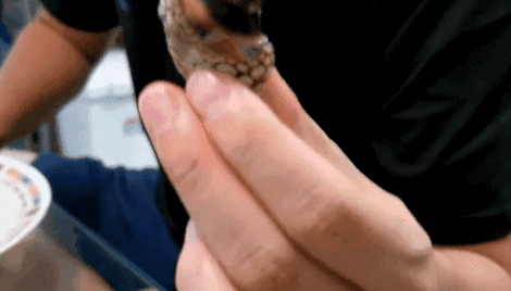 比龙虾还要贵7倍的海鲜，每年5人因它而死，藤壶配不配？