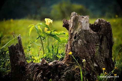 病树前头万木春的前一句(原句出处及背后的故事)