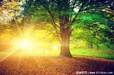 ​早晨的句子发朋友圈简短，每一句都正能量满满(简单精美句子)