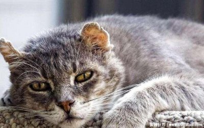 ​猫咪临死之前的征兆有哪些 无精打采四肢僵硬行走困难