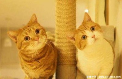 ​曼赤肯猫多少钱一只好养吗，3000元就能买到(腿很短很可爱)