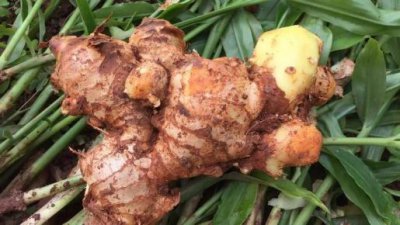 ​三伏天吃什么去湿气寒气（这5种食物一定要多吃）