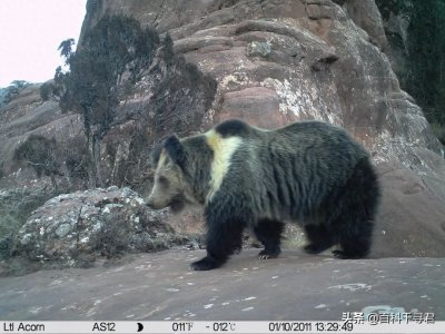 ​这两种熊长得像双胞胎，让人分不清楚？实际上一眼就能分清