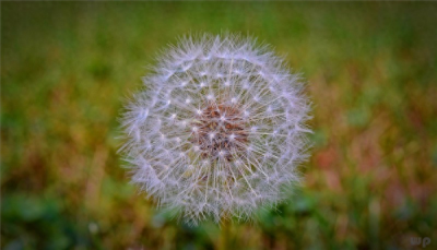 ​蒲公英是养生者的宠儿，教你几种新鲜的蒲公英吃法，营养又美味