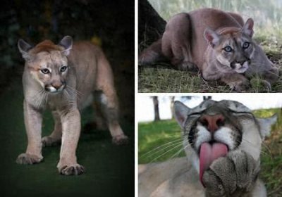 ​2011年-东部美洲狮灭绝