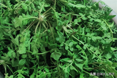 ​春天挖野菜，送你63种野菜图片大全，教你认识不同的野菜和吃法