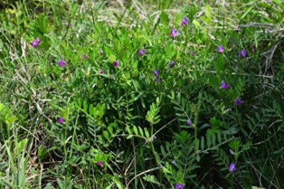 ​三种别名叫“大巢菜”的植物简述