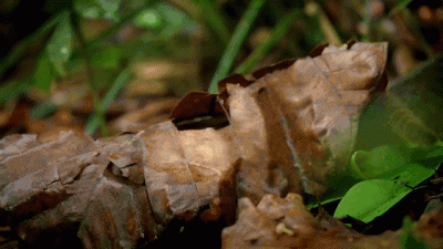 ​地球上本来有多个人种，现在只剩下我们智人一种