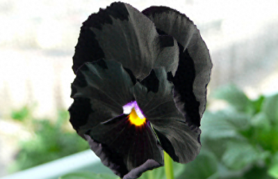 ​黑色的花代表什么含义 黑色的花有哪些