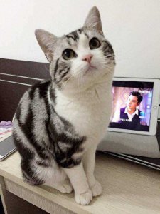 ​最适合“学生党”养的7种猫，不仅好养，还省钱