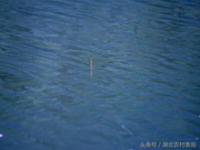 ​新手钓鱼怎么调漂，钓鱼要钓好，调漂要调好，鱼儿不会少