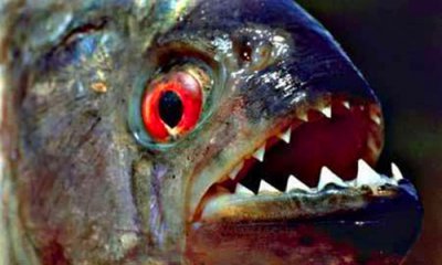 ​食人鱼是真的存在的吗