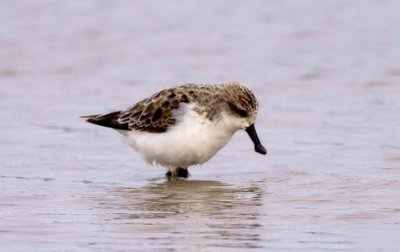 ​勺嘴鹬是什么样的