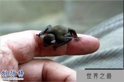 ​世界上最小的蝙蝠：泰国猪鼻蝠体长不到3厘米,体重仅2克