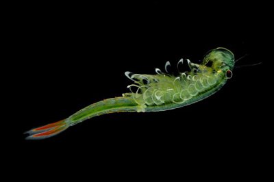 ​2亿年前的仙女虾是真的虾吗?