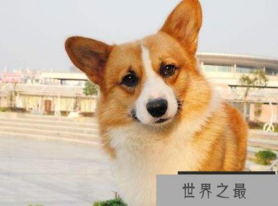 ​世界上最听话的狗 世界十大温顺听话的狗排名