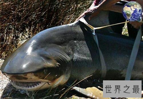 世界十大最凶猛淡水鱼排行榜,闻风丧胆食人鱼只排第二