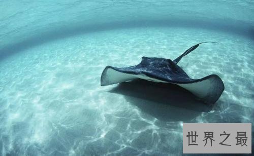 世界十大最凶猛淡水鱼排行榜,闻风丧胆食人鱼只排第二