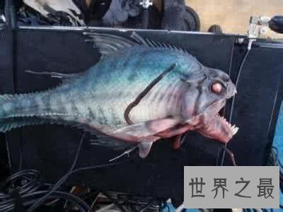 世界十大最凶猛淡水鱼排行榜,闻风丧胆食人鱼只排第二