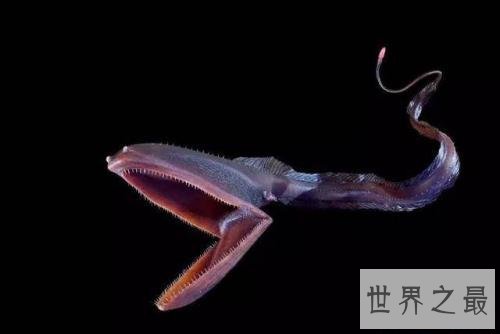 世界十大最凶猛淡水鱼排行榜,闻风丧胆食人鱼只排第二