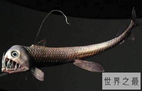 世界十大最凶猛淡水鱼排行榜,闻风丧胆食人鱼只排第二