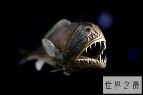 世界十大最凶猛淡水鱼排行榜,闻风丧胆食人鱼只排第二