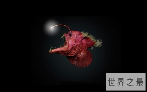 世界十大最凶猛淡水鱼排行榜,闻风丧胆食人鱼只排第二