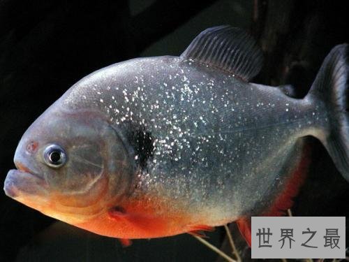 世界十大最凶猛淡水鱼排行榜,闻风丧胆食人鱼只排第二