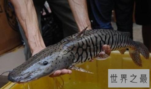世界十大最凶猛淡水鱼排行榜,闻风丧胆食人鱼只排第二