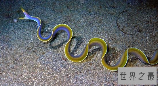 世界十大最凶猛淡水鱼排行榜,闻风丧胆食人鱼只排第二