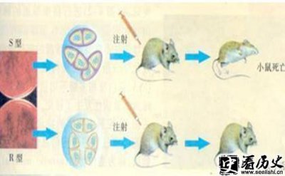 ​简析艾弗里实验叫做什么实验