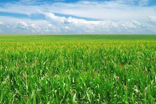 慈禧出逃时向乔家借十万,最后赏赐的时候乔家为何只要“福种琅嬛”这四个字呢?