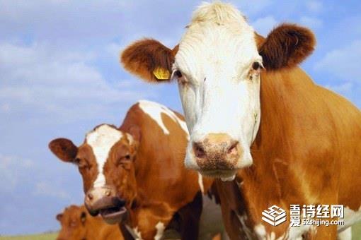 说大话为什么叫吹牛?