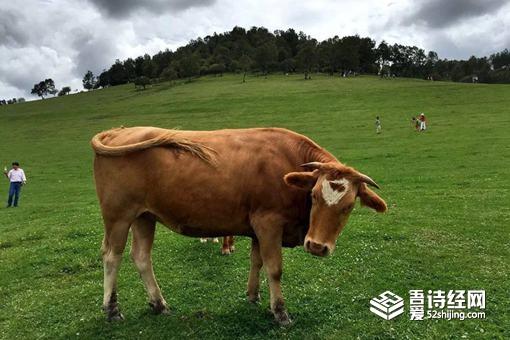 说大话为什么叫吹牛?