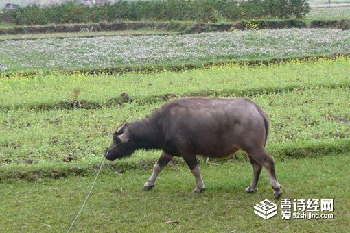 说大话为什么叫吹牛?