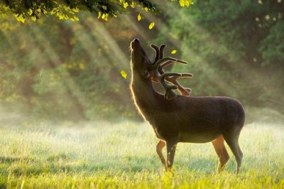 ​鹿肉为什么没有像猪牛羊肉那样成为人类的传统肉食呢?