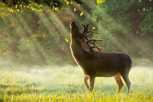 鹿肉为什么没有像猪牛羊肉那样成为人类的传统肉食呢?