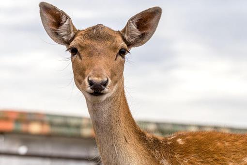鹿肉为什么没有像猪牛羊肉那样成为人类的传统肉食呢?