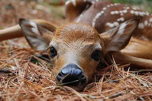 鹿肉为什么没有像猪牛羊肉那样成为人类的传统肉食呢?