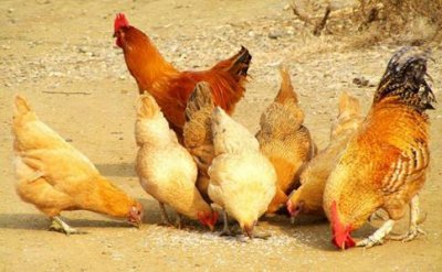 ​鸡到底喜欢吃蜈蚣吗?真的如电视剧中说的那样吗?