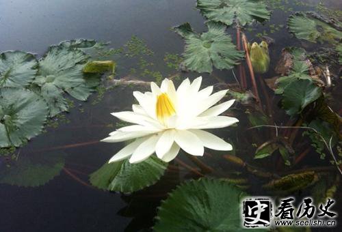 白莲教在古代为什么屡禁不止?