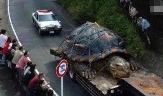 1965年黄河巨龟事件真相揭秘,村民吃了后肠穿肚烂上吊而死